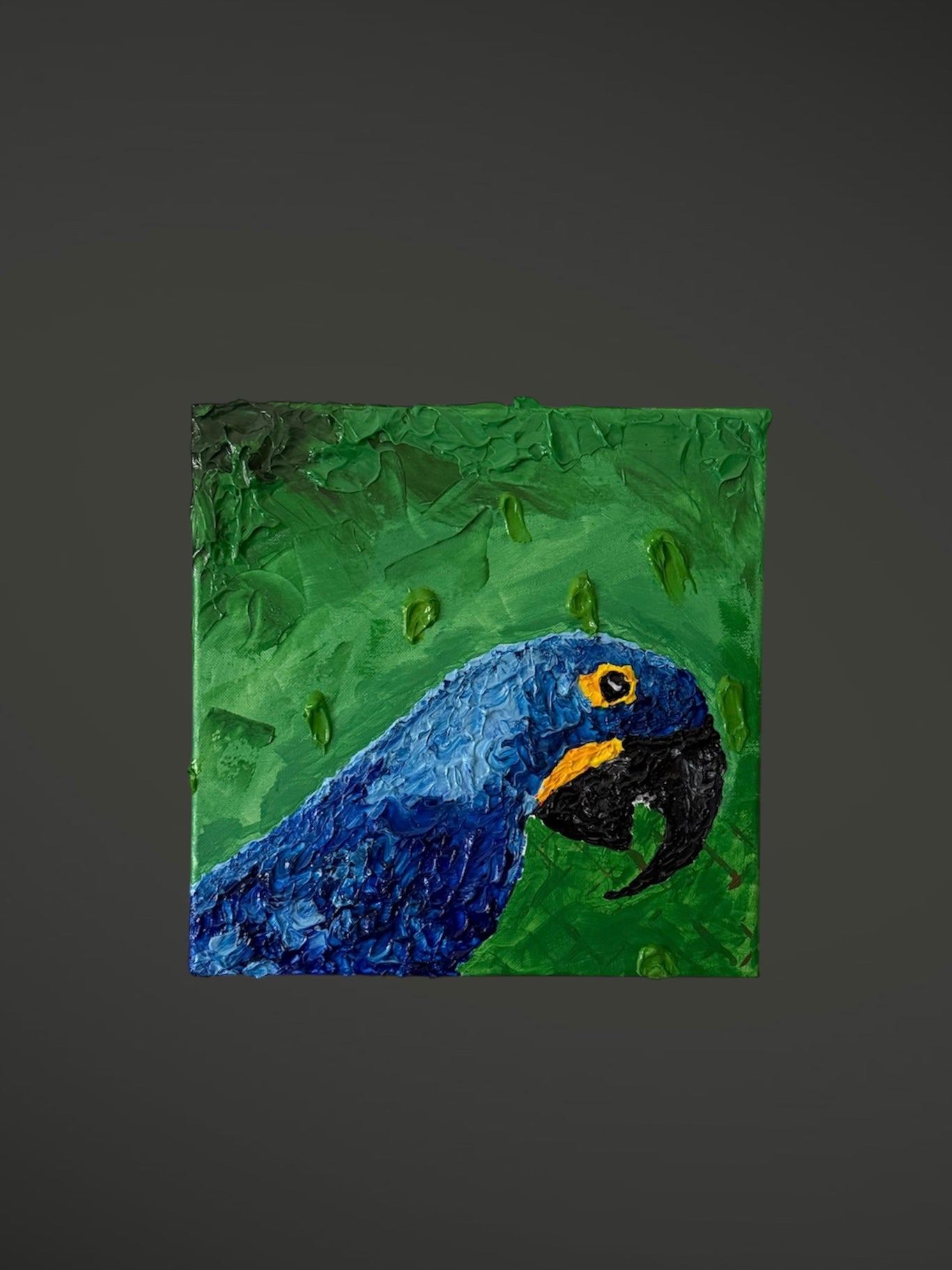 Hyacinth Macaw